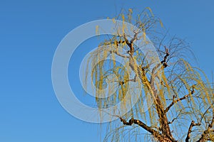 Kyoto Kamo river Kamogawa river side willow tree, Kyoto, Japan