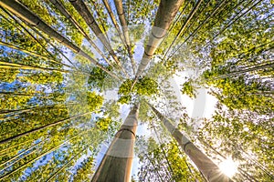 Kyoto - May 30, 2019: Bamboo forest of Kameyama Park in Kyoto, Japan photo