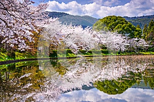 Kyoto in the Spring