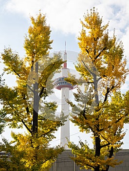 Kyoto tower and yellow ginkgo trees in autumn, view from the grounds of Higashi Honganji temple