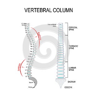 Kyphosis & Lordosis. Vertebral column photo