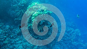 Kyphosus sectator in the blue water of the red sea