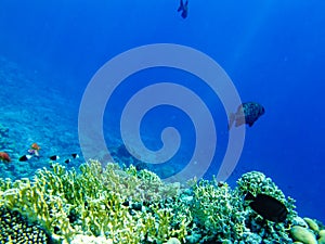 Kyphosus sectator in the blue water of the red sea