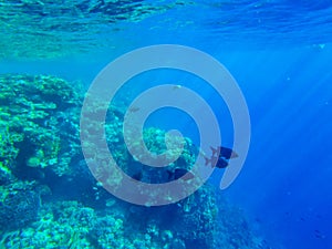 Kyphosus sectator in the blue water of the red sea