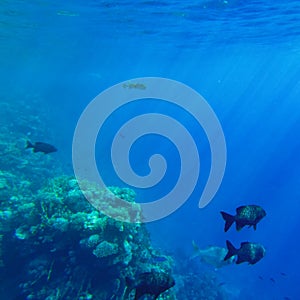 Kyphosus sectator in the blue water of the red sea