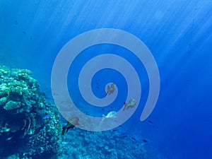 Kyphosus sectator in the blue water of the red sea