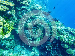 Kyphosus sectator in the blue water of the red sea