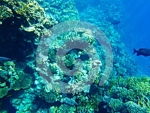 Kyphosus sectator in the blue water of the red sea