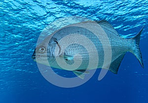Kyphosus sectatrix,Bermuda chub fish