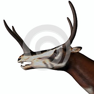Kyptoceras Mammal Head