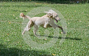 Kyrgyzian Sight hound Taigan dog running on the grass