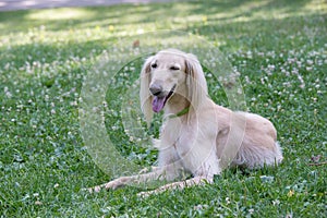 Kyrgyzian Sight hound Taigan dog sitting on the green grass