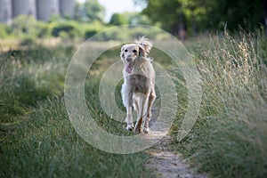 Kyrgyzian Sight hound Taigan running on the grass.