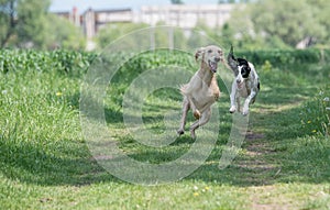 Kyrgyzian Sight hound Taigan running on the grass.