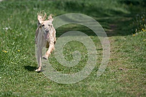 Kyrgyzian Sight hound Taigan running on the grass.