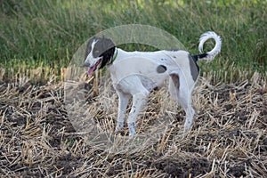 Kyrgyzian Sight hound Taigan sitting on the green grass.