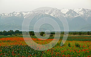 Kyrgyzstan Poppy field