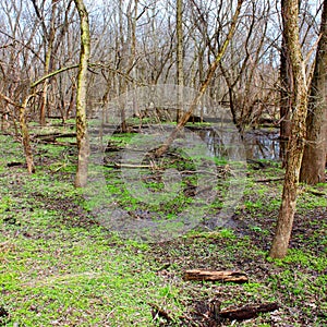 Kyte River Floodplain Forest Illinois