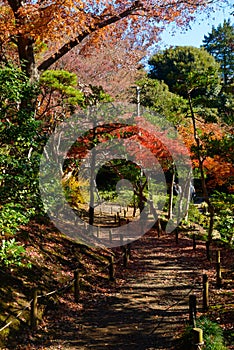 Kyu-Furukawa Gardens in autumn in Tokyo