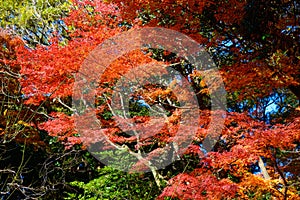 Kyu-Furukawa Gardens in autumn in Tokyo