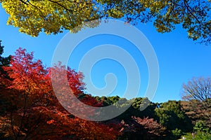 Kyu-Furukawa Gardens in autumn in Tokyo