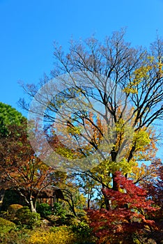 Kyu-Furukawa Gardens in autumn in Tokyo