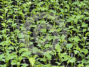 KÃÂ¡l - Brassica. Cabbage in cultivation.