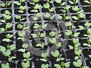 KÃÂ¡l - Brassica. Cabbage in cultivation.