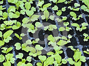 KÃÂ¡l - Brassica. Cabbage in cultivation.