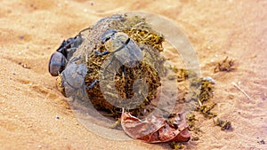 Battle for the dung ball.