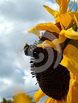 L`amour des abeilles pour les tournesols/ Love story between a bee and a sunflower photo