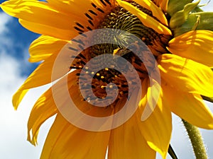 L`amour des abeilles pour les tournesols/ Love story between a bee and a sunflower photo