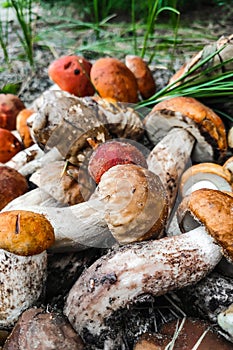 L. aurantiacum, Boletus edulis, Leccinum scabrum mushroom harvesting.