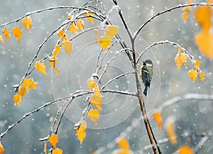 Uccello tardi autunno sul ramo da 