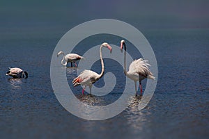 L bird white-pink flamingo on a salty blue lake in spain in calpe urban landscape