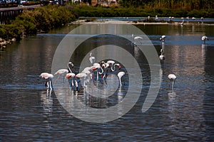 L bird white-pink flamingo on a salty blue lake in spain in calpe urban landscape
