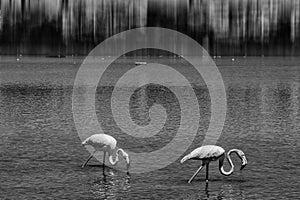 L bird white-pink flamingo on a salty blue lake in spain in calpe urban landscape