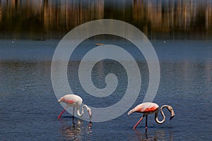 L bird white-pink flamingo on a salty blue lake in spain in calpe urban landscape