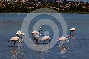 L bird white-pink flamingo on a salty blue lake in spain in calpe urban landscape