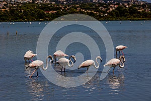 L bird white-pink flamingo on a salty blue lake in spain in calpe urban landscape