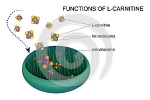 L-carnitine transports fat molecules into the mitochondria photo