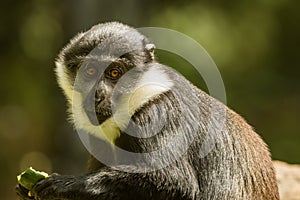 L`Hoest`s monkey Allochrocebus lhoesti, or mountain monkey