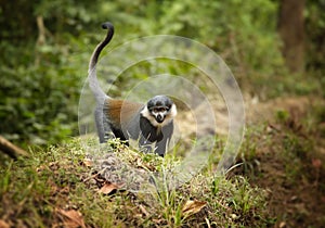 L`Hoest`s monkey, Allochrocebus lhoesti, mountain monkey among leaves in Bwindi Impenetrable Forest, Uganda