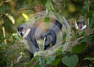 L`Hoest`s monkey, Allochrocebus lhoesti, two mountain monkeys in Bwindi Impenetrable Forest. Uganda.