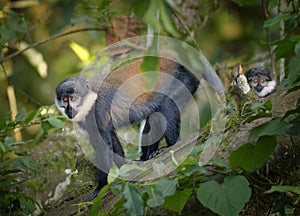 L`Hoest`s monkey, Allochrocebus lhoesti, two mountain monkeys in Bwindi Impenetrable Forest. Uganda. photo