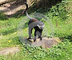 L`Hoest`s monkey, Cercopithecus lhoesti