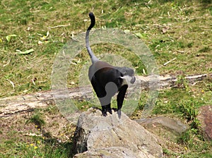 L`Hoest`s monkey, Cercopithecus lhoesti