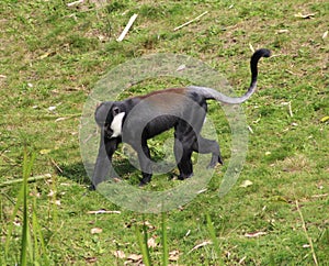 L`Hoest`s monkey, Cercopithecus lhoesti