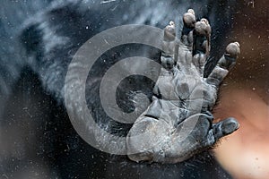 L'hoest's monkey hand detail on window