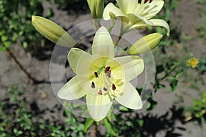  .. híbrido lirio mensajero El gran flor brotes 